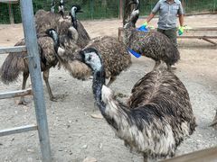-青藏高原野生动物园