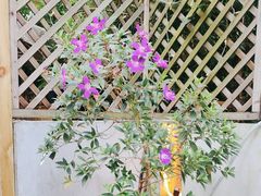 -往来·竹里.宝宝宴.生日宴.团建.宴席(花乡农居店)
