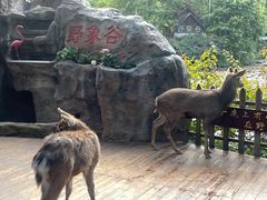 -野象谷景区