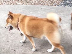 -柴犬高等学院·狗咖·柴犬售卖·宠物训练