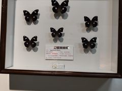 -上海大自然野生昆虫馆(东方明珠·爬宠昆虫探索中心)