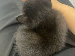 -心仪动物医院·牙专科·肿瘤·心脏科(西客站院)