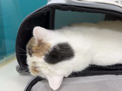-乖乖宠物医院·猫科·急重症中心(车站北路分院)