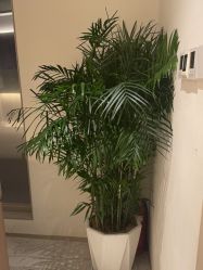 -安吉拉青春化管理中心