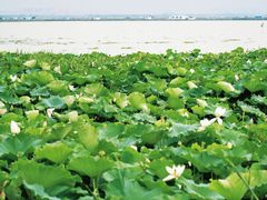 -七的湖·晚芳亭·阳澄湖农家菜·大闸蟹(莲花岛店)