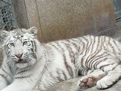 -西安秦岭野生动物园