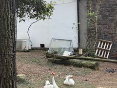 -小小饭店·休闲农庄·安吉松树林里的农家菜