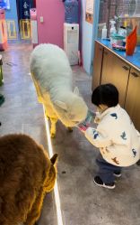 -神奇动物撸宠馆·羊驼·小浣熊·异宠(豫园店)