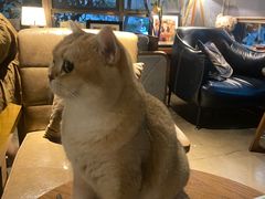 -咖法森林·咖啡  酒吧(天河店)