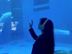 -海合安成都极地海洋公园