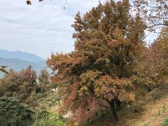-广州市石门国家森林公园