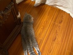 -东方名猫馆·英短金渐层布偶猫舍(环线广场1号楼店)