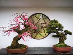 -香雪海