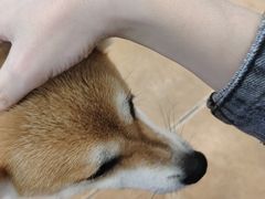 -Let's go狗咖·猫咖·奶狗·桌游(春熙路IFS店)
