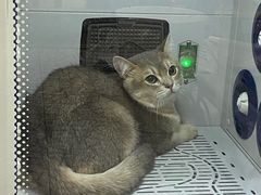 -momokira米努特·德文卷毛猫·棉花面纱犬
