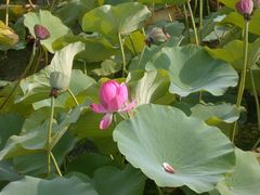 -南戴河国际娱乐中心