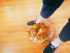 -70cat德文卷毛猫·缅因猫纯种猫舍