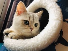 -PETKIT小佩宠物·低压洗护(国顺东路店)