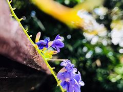 -三亚珠江南田温泉度假区