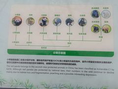 -都江堰中华大熊猫苑