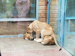 -西霞口神雕山野生动物世界