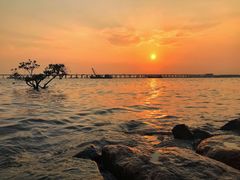 -宝安西湾红树林湿地公园