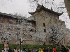 -武汉大学-樱园