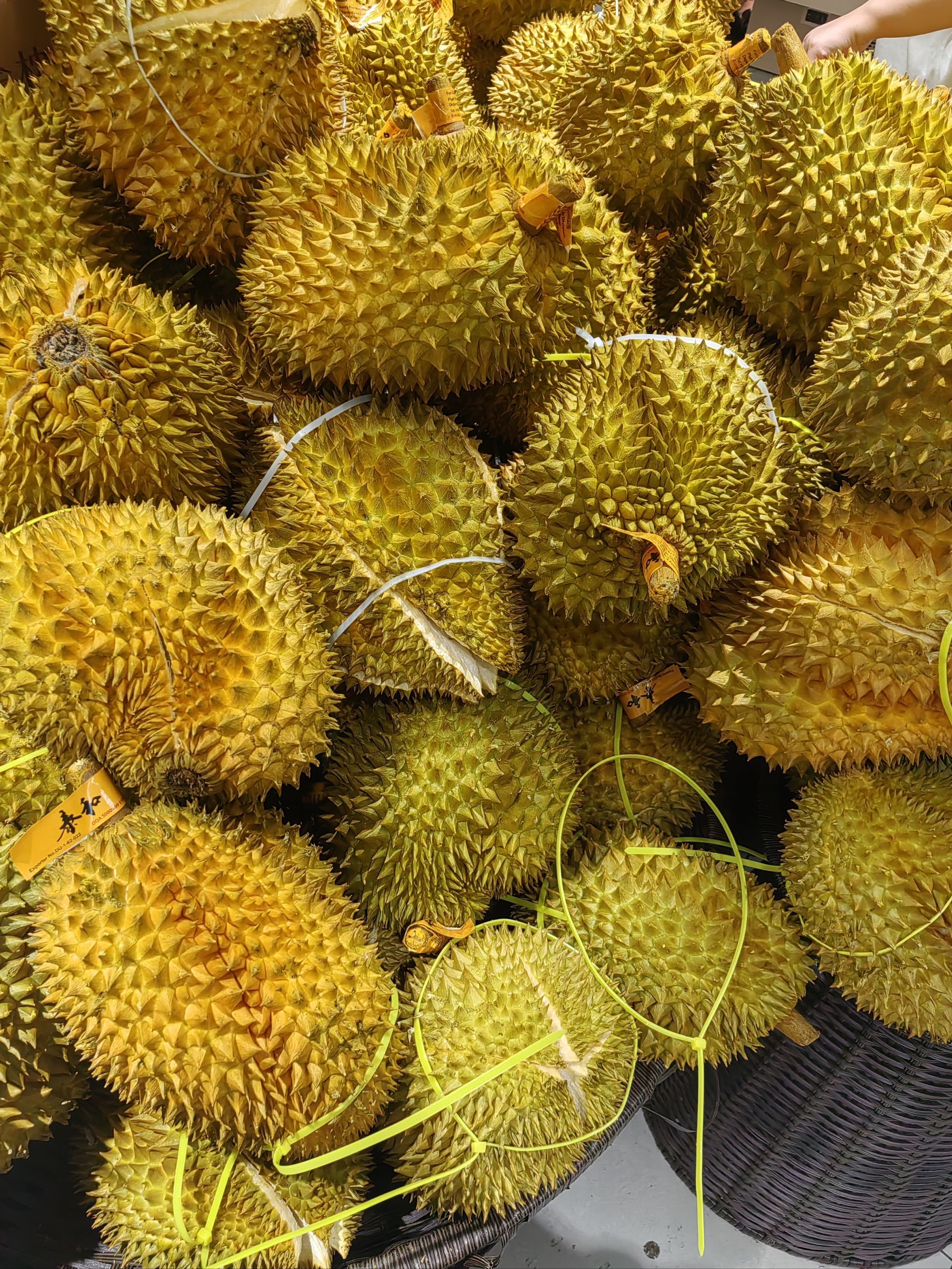 榴莲视频旧版本ios(榴莲视频旧版本下载ios)