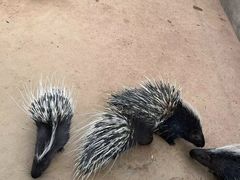 -石家庄市动物园