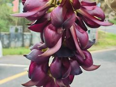 -鲁溪洞