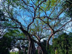 -瑞丽独树成林风景区