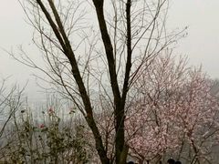 -羊山湖公园