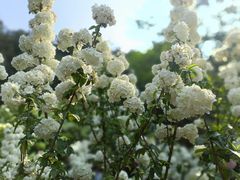 -金水泊山庄·花椒鸡(铁山坪店)
