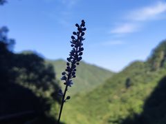 -洛阳白云山景区