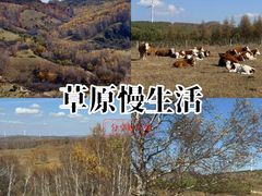 -御道口草原森林风景区