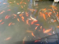 -西湖外事游船(花港观鱼码头)