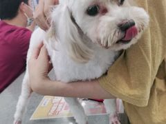 -安安宠物医院(情缘分院)