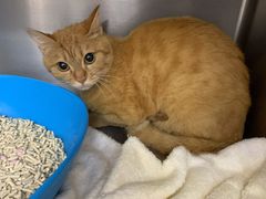 -爱妮康宠物医院·干细胞免疫细胞·肿瘤·心脏(张江店)