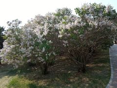 -长春公园(普阳街道)