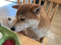 -柴の食堂·日式家庭料理·熊之肆(大学路店)