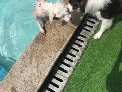 -汪说喵讲宠物乐园宠物酒店(红星美凯龙店)