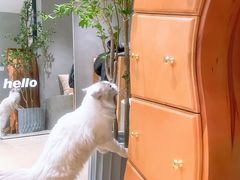-Cappucimeow猫咪咖啡馆(韦伯时代店)