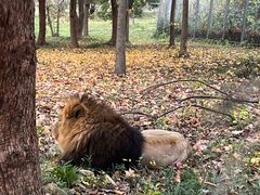 -合肥野生动物园