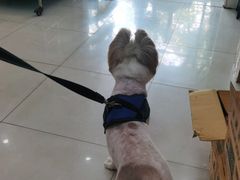 -翊宠yipet猫狗购宠庄园犬舍•猫舍