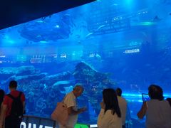 -迪拜水族馆及水下动物园