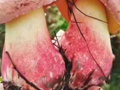 -佳缘野生菌食府