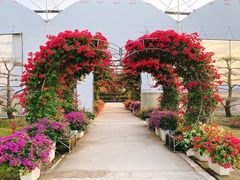 -海上花岛玫瑰园采摘