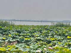 -七的湖·晚芳亭·阳澄湖农家菜·大闸蟹(莲花岛店)
