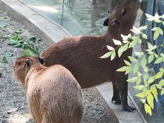 -成都动物园
