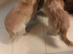 -北京赛佳动物医院